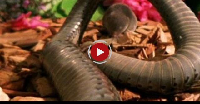 World's Deadliest - Shrew Vs. Snake