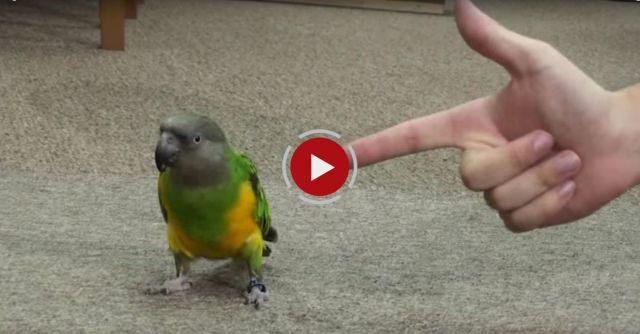 Kili Senegal Parrot - Dead Parrot Or Just A Trick?