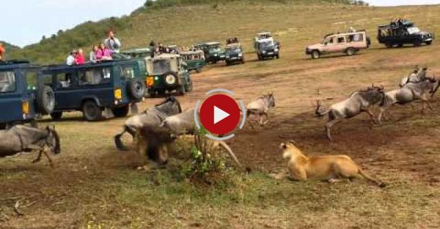 Lion Ambush At Wildebeest Crossing