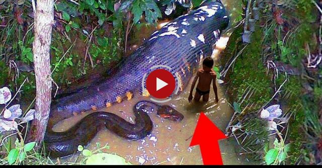 Most Deadliest Amazon Creatures