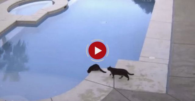 Cat Pushes Brother Into Pool