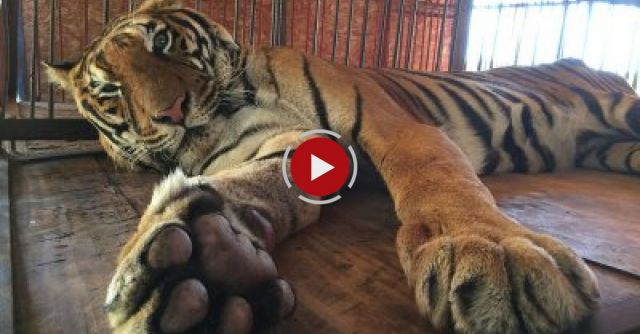 Freedom For Hoover The Tiger After Life Spent In Circus Cage