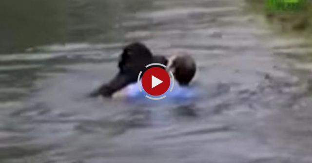 Untamed And Uncut - Chimp Rescue