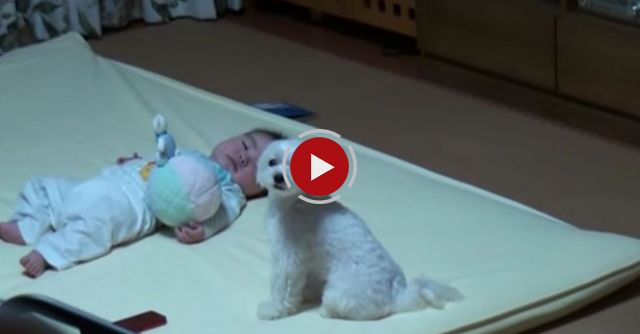 Adorable Baby Hushed By Howling Puppy Each Time She Cries