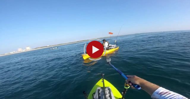 Shark Gets Ripped In Half By Another Shark