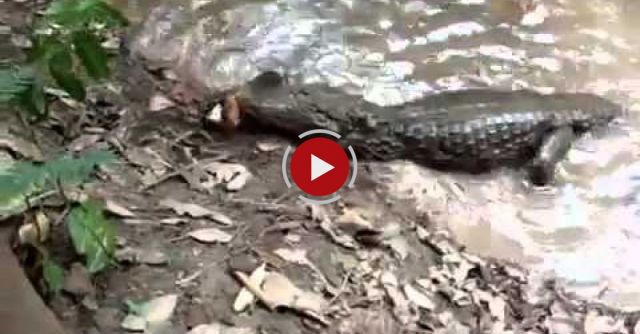 Alligator Killed By Electric Eel At Amazon