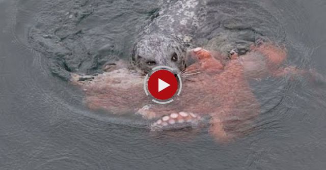 Seal Vs Octopus At Ogden Point Victoria BC - Feb 9th 2015