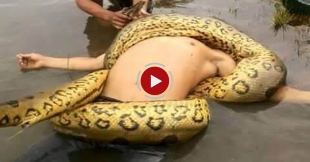 Giant Anaconda Attacks Human Caught On Camera - When Animals Attack People - Most Amazing Attacks