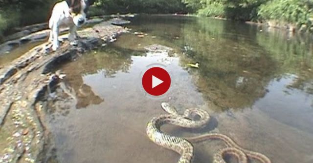 Jack Russell Terrier Vs. Snake