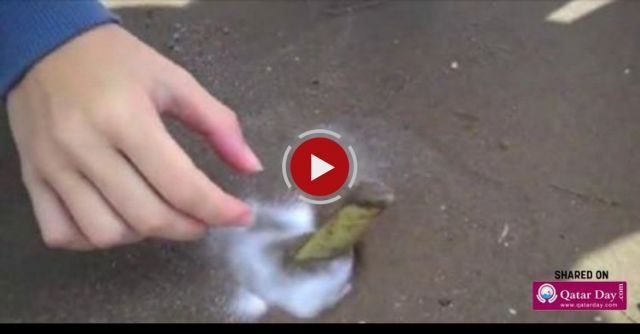 How To Catch RAZOR CLAMS. The Most Disgusting Fun On The Beach Ever!!