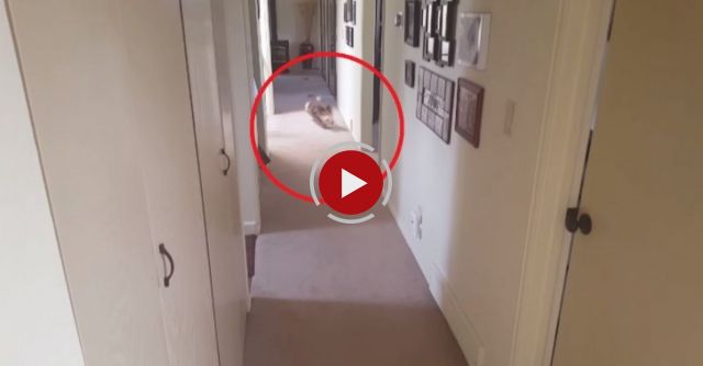 Funny Corgi Dog Goes Crazy Over SHOWERS