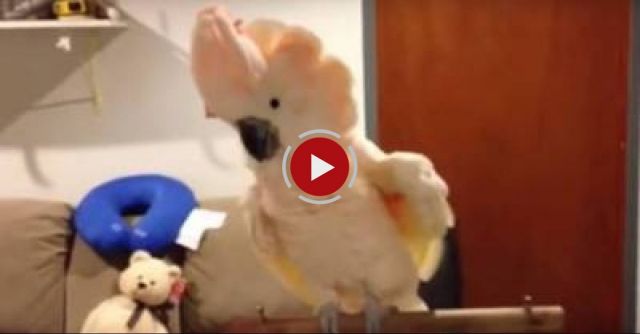 Crazy Cockatoo Tells Me How It Is
