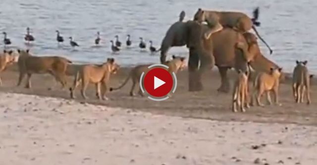 Elephant Survives Attack From 14 Lions 