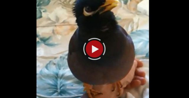 Morning Talk With My Mynah 