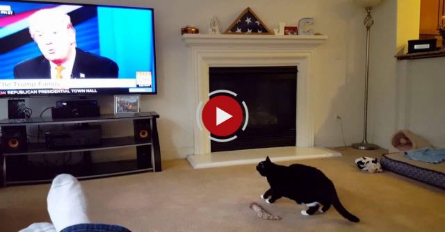 Cat Doesn't Like Trump