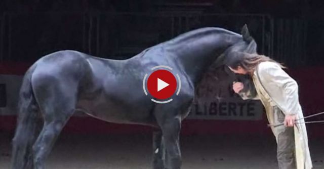 A Trainer And His Three Magnificent Stallions - The Show Is Mesmerizing!