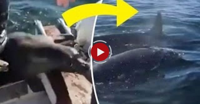 Orcas Hunting! Seal Jumps In The Boat
