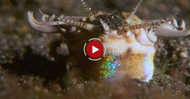 This Terrifying Worm Snatches Fish From The Ocean Floor