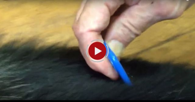 SERIOUS Flea Infestation