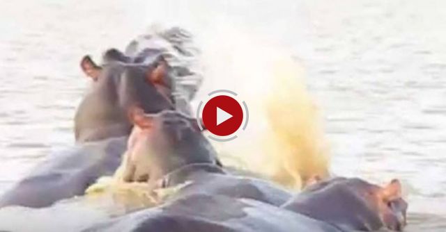 Amazing Hippo Vs Shark Interaction