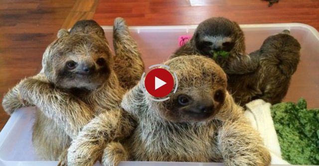 You haven't lived until you've heard baby sloths having a conversation