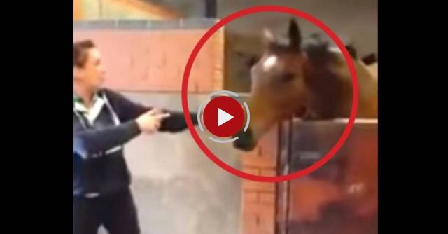 I never expected to see a horse dance like this ! He's got some moves !