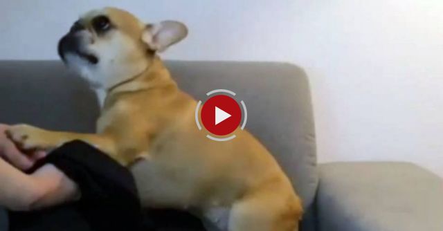 You'll Be In Stitches When You See What This Dog Is Begging His Owner To Do