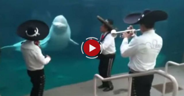 This hilarious beluga whale can't get enough of this mariachi band