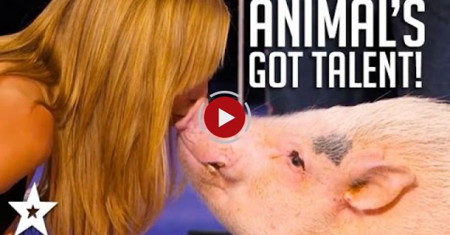 ANIMALS Got Talent Compilation! The Most Intelligent & Cleverest From Around The World!