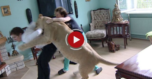 Lion Attacks Man At Home