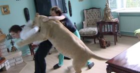 Lion Attacks Man At Home