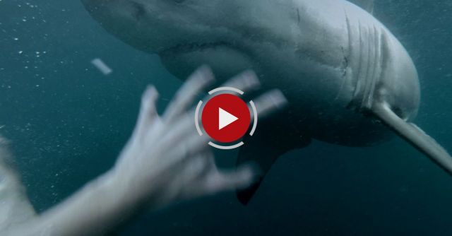 Man Fights Off Great White Shark In Sydney Harbour