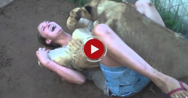 A Young Lady Is Getting Mauled By Two Young Lions