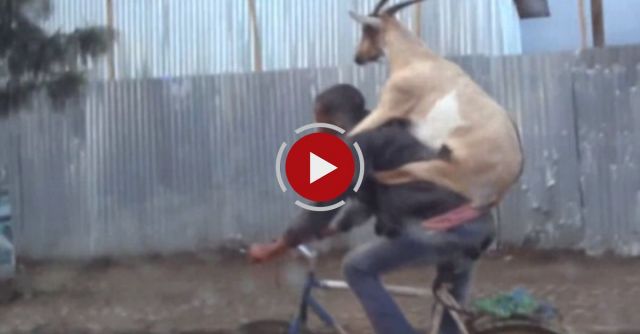 Goat Riding A Guy Riding A Bike